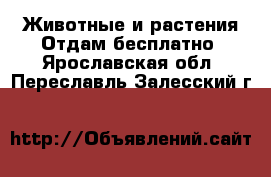 Животные и растения Отдам бесплатно. Ярославская обл.,Переславль-Залесский г.